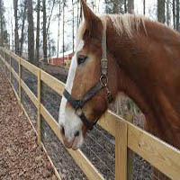 Darby Acres Farm Horseback Riding in NC