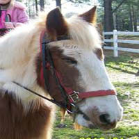 Happy Trails Farm Horseback Riding in NC